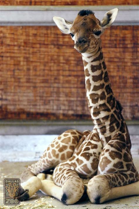 Zooborns Giraffe Dallas Zoo Baby Giraffe