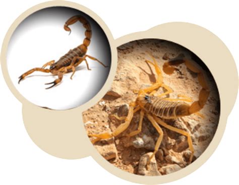 Arizona's best choice pest & termite services. Pest Control Company | Conquistador Pest & Termite ...