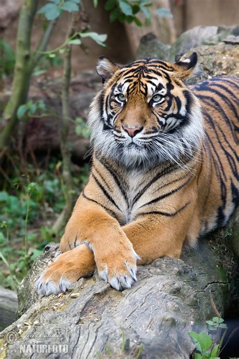 Sumatran Tiger Photos Sumatran Tiger Images Nature Wildlife Pictures