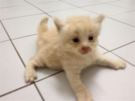3 Lovely Kittens For Adoption Christina Ewes Animalcare