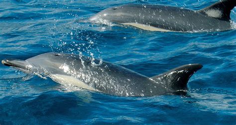 Whale And Dolphin Watching Holiday B Uk