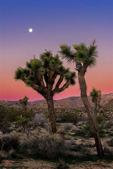 Moon Over Joshua Tree California By John Hight 500px Joshua Tree