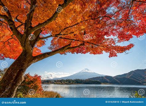 Mount Fuji With Maple Tree Stock Photo Image Of Fall 81635810
