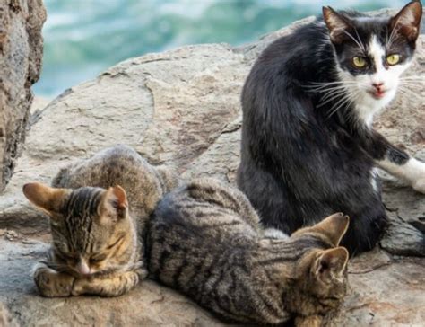 Australia To Cull Over Two Million Feral Cats By 2020