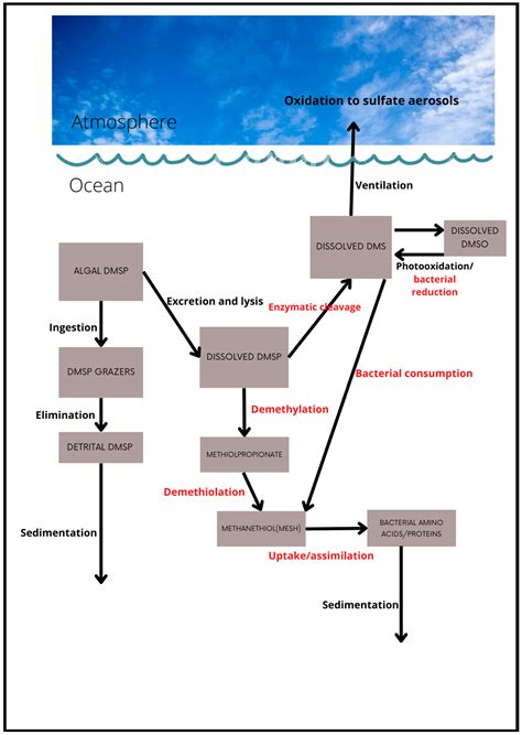 Microorganisms Free Full Text Climate Change Impacts On The Marine