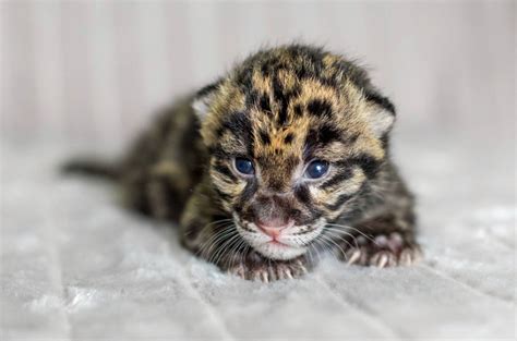Clouded Leopard Cubs Cuddle Together For Their First Photo