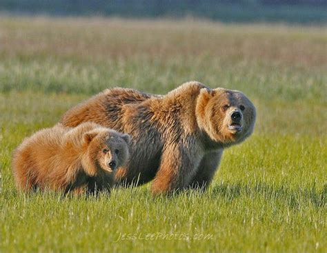 Alaska Grizzlies Brown Bears Alaskan Grizzly Bear Brown Bear Lake