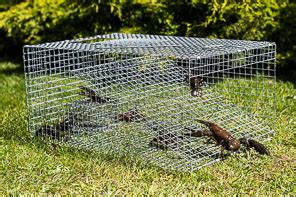 In this crawfish trap video i make a diy plastic bottle crawfish trap and see if it works! Crayfish Traps from Rustler Traps