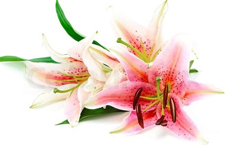Lily Stock Image Colourbox