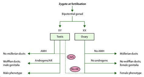 simplifi ed pathway of fetal sex development ar androgen receptor download scientific diagram