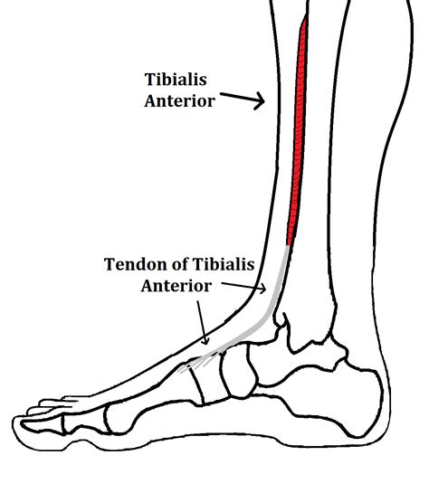 Tibialis Anterior Insertion