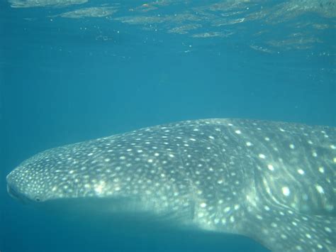 Seychelles Whale Sharks Quite A Few Old Friends