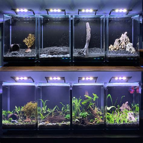 New Setup Of 4 Betta Tanks Aquariums