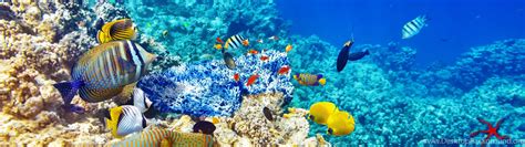 Underwater World Ocean Fish Coral Reef Wallpapers Desktop Coral Reef
