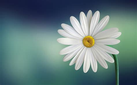 3840x2400 Daisy 4k Hd 4k Wallpapersimagesbackgroundsphotos And Pictures