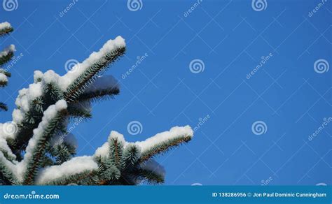 Snow Covered Pine Tree Branch Against A Clear Blue Sky Stock Photo
