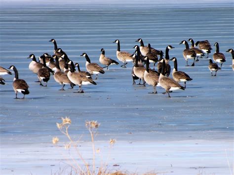 Free Images Sea Nature Cold Winter Wing Lake Flock Pond