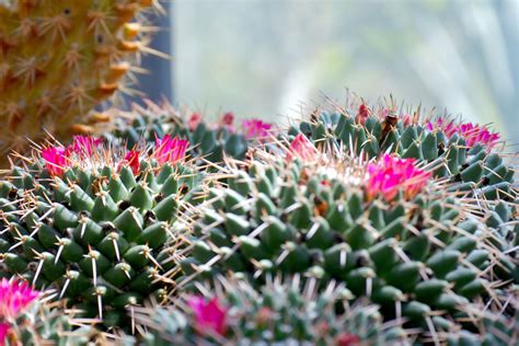 Free Images Flower Thorns Spines And Prickles Vegetation Pink