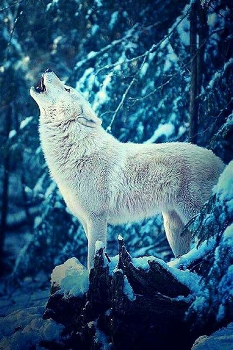 Pin By Noelia Martinez On ♡tumblr Aestheic♡ Arctic Wolf Wolf Photos