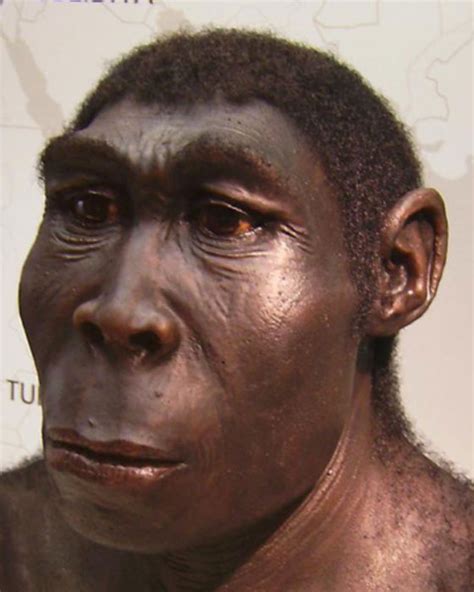 Hominid Hanky Panky Led To Ghost Species Of Ancient Human Ancient Origins