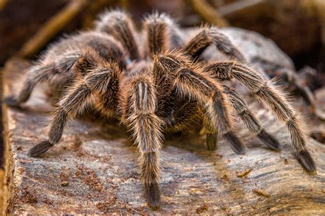 ➡️ dm we also promote businesses! Curly Hair Tarantula • Fun Facts & Information For Kids