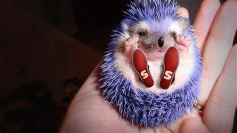 Sonic The Hedgehog In Real Life Sonicthehedgehog