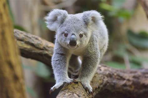 Are Koalas Endangered