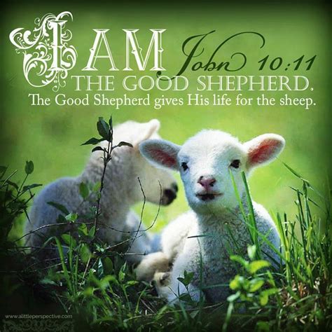 John 1011 14 16 I Am The Good Shepherd The Good Shepherd Gives His