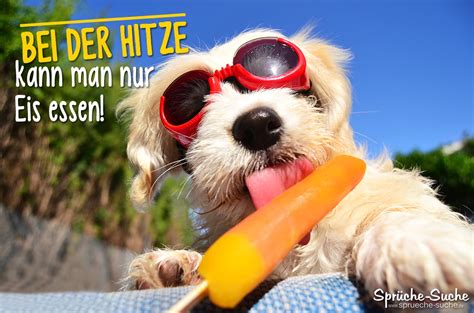 Sommer Sprüche Hund Mit Eis Sprüche Suche