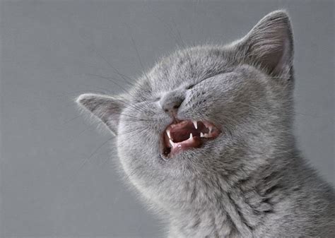 Is a cat sneezing fit cute or cause for concern? Cat Coughing and Sneezing: Detailed Guidelines from Vets