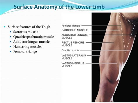 Femoral Triangle Surface Anatomy
