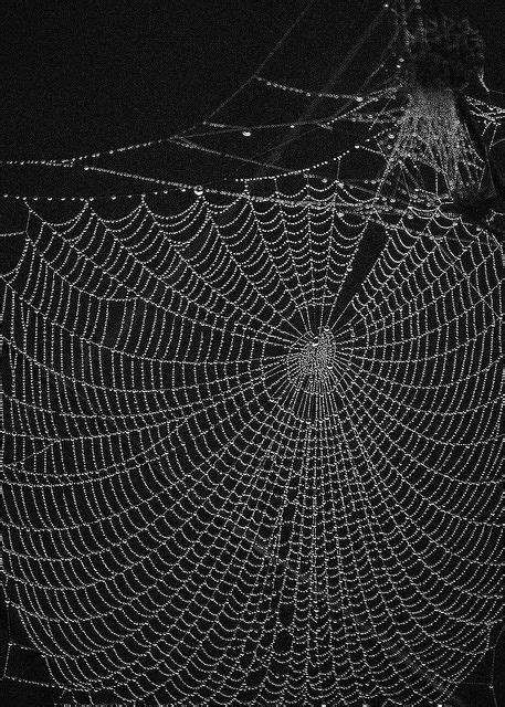 350 Spider Webs Ideas Spider Spider Web Spider Art