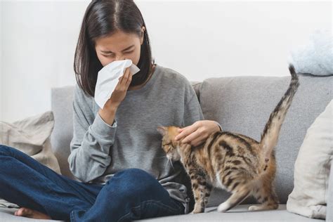 Allergie Aux Chats Symptômes Traitements Magazine Zooplus