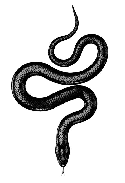 Snake Png Black Snake Tattoo Snake Tattoo Design Snake Tattoo
