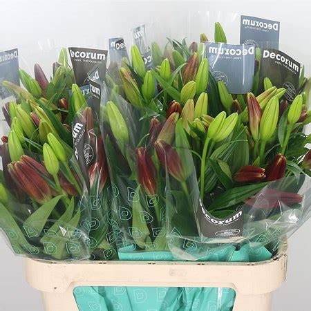 Lily LA Methone 85cm Wholesale Dutch Flowers Florist Supplies UK