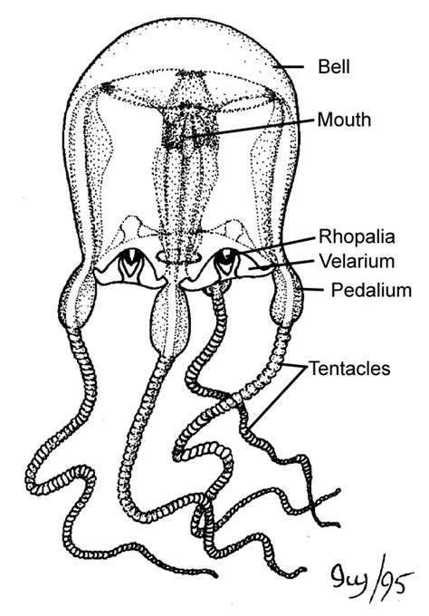 Real Monstrosities Box Jellyfish