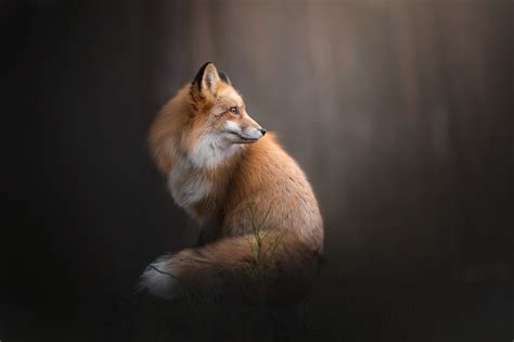 Brown Fox Fox Landscape Animals Hd Wallpaper Wallpaper Flare