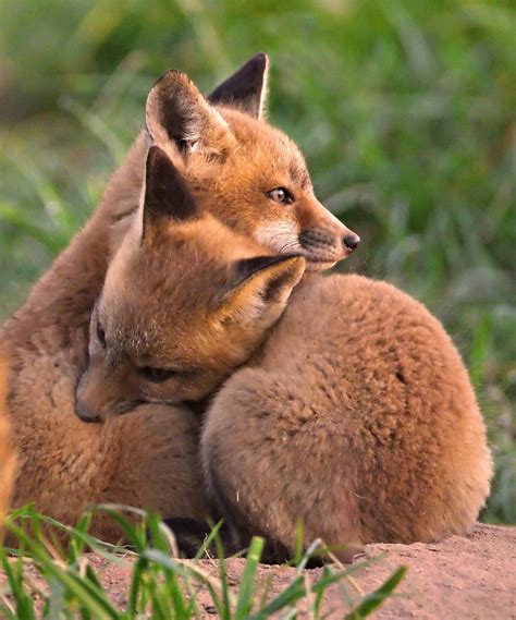 Fox Cubs Cuddle By William Jobes Animal Hugs Animals Cute Animals