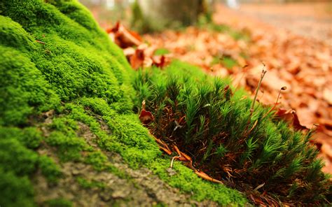 Moss Covered Stone Wall In Forest Hd Wallpaper By Robokoboto