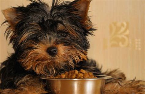 So, now you want to know about my recommendations. The Best Food for Your Yorkie: Part 1 | Dog food recipes ...