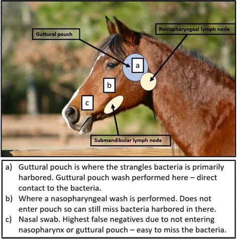 Strangles Testing Why Is It So Darned Complicated Bend Equine