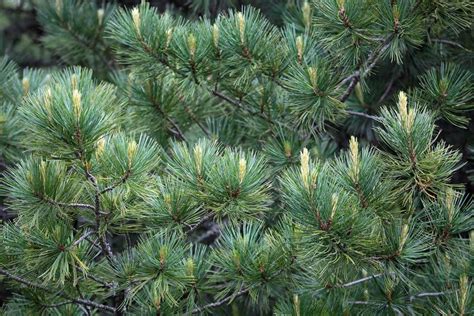 Sosna Limba Pinus Cembra Opis Odmiany Uprawa Pielęgnacja Choroby