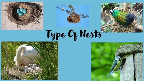 Different Type Of Nests For Kids Youtube