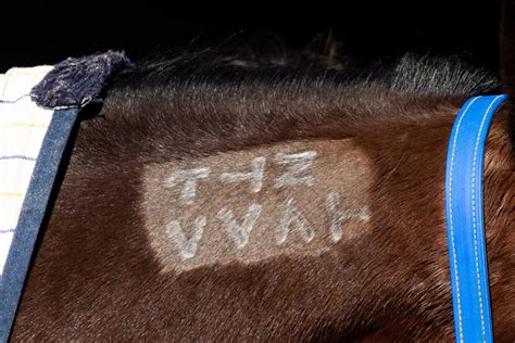 How To Read A Standardbred Freeze Brand Off The Track Wa
