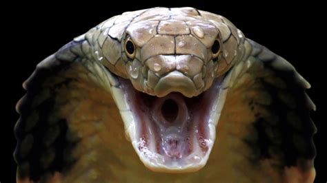 King Cobra Snake Fakten Interessant 2024