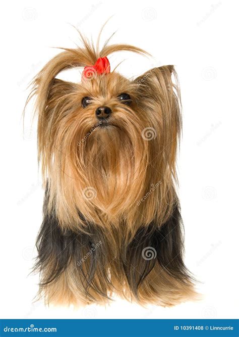 Beautiful Yorkie On White Background Stock Photo Image Of Eyed Pups