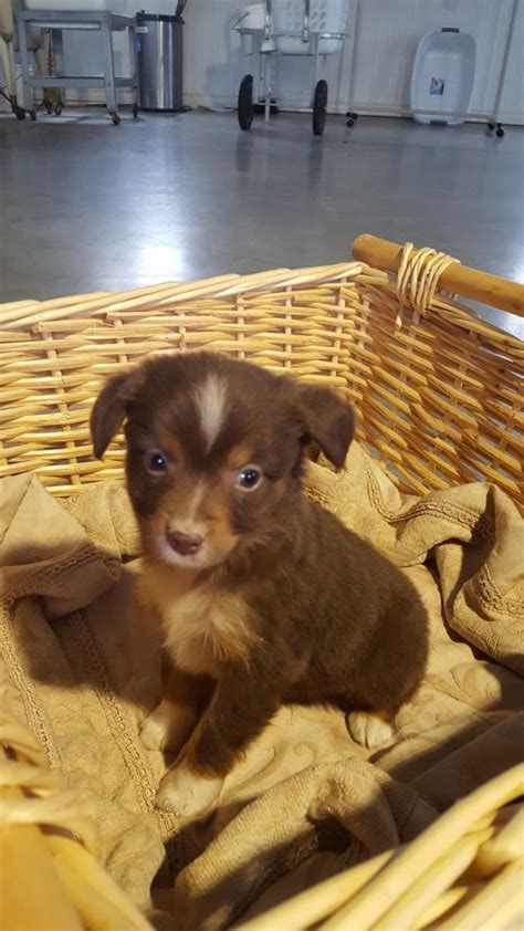 There is a huge size variation in the toy and mini aussies depending on their height, weight, bone structure, stockiness and overall. Miniature Australian Shepherd Puppies For Sale | Sullivan ...