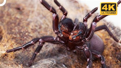 Sydney Funnel Web Spider Worlds Deadliest And Most Aggressive Spider
