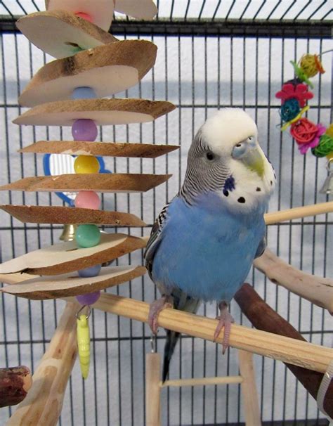 Budgies For Sale Pets At Home Venice Adair