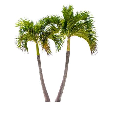 Premium Photo Two Coconut Palm Trees Isolated On A White Background